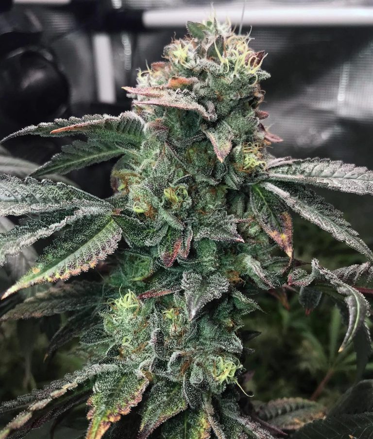 Super Soaker Marijuana Seeds